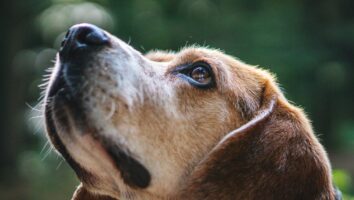 How good is a dog’s sense of smell?