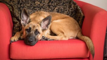 EPI (Exocrine Pancreatic Insufficiency) in dogs and cats