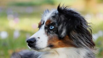 Flea Allergy Dermatitis (FAD) in Dogs