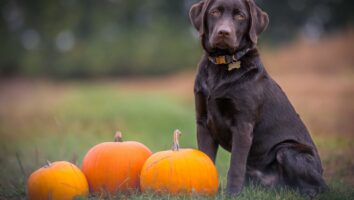 How to celebrate a safe Halloween with your pet