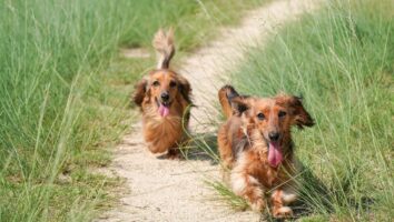 Common infectious causes of diarrhoea in dogs and puppies