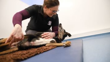 Hvad er fysioterapi, og hvordan kan det hjælpe min hund?
