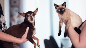 Dyreapotek - for hund og katt