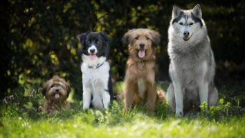 Common Skin Diseases in Dogs