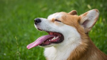 Tooth Root Abscesses in Dogs