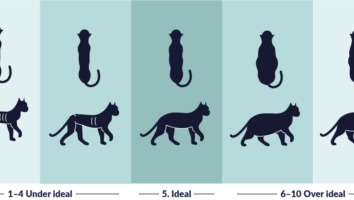 Is my cat too fat or too skinny? A guide to body condition scoring in cats