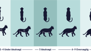 Sådan vurderer man, om katten er for tyk eller tynd