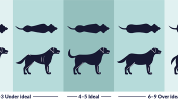 Is my dog too fat or too skinny? A guide to body condition scoring in dogs
