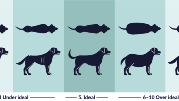 Body Condition Score (BCS) für Hunde und Katzen
