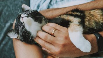 4 tips - så aktiverar du din katt hemma