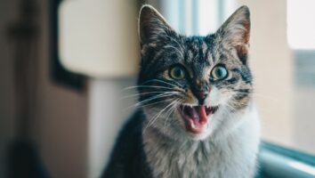 Hitzschlag bei Katzen - auf welche Symptome man unbedingt achten sollte