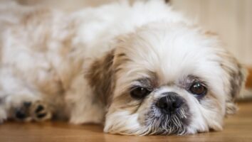 What is contact allergy in dogs?