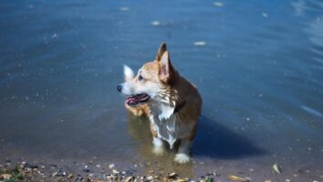Blue-Green Algae Poisoning in Dogs