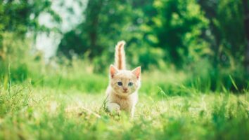 What to do if your cat has fleas