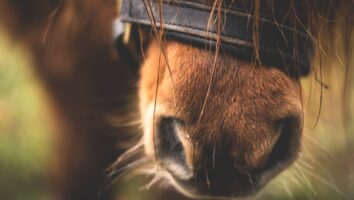 Skydda hästen mot smittsamma virussjukdomar