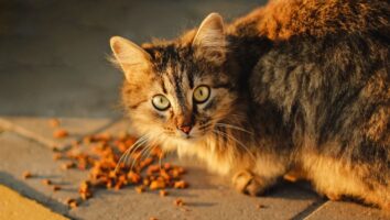 How to do an elimination diet food trial for cats