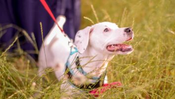 What is atopy or atopic dermatitis of dogs?