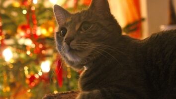 Joulun erikoisartikkeli kissanomistajille