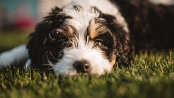Koiran madotus - kysymyksiä ja vastauksia