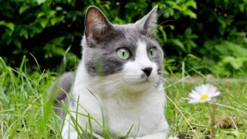 Almindelige spørgsmål om katte og flåter