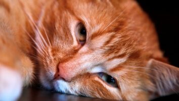 Alles, was du über die Zahngesundheit deiner Katze wissen musst