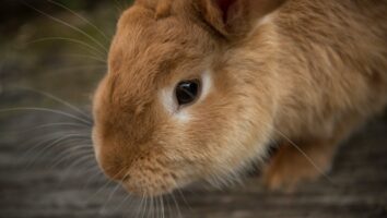 Caring for rabbits and other rodents during the winter