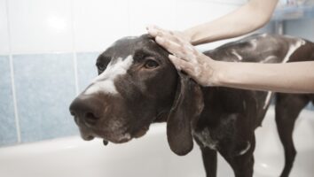 Allergi hos hund - vanliga frågor och svar