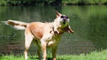 Våteksem/ hot spot hos hund