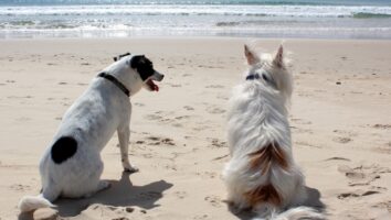 16 sommarfaror för hunden
