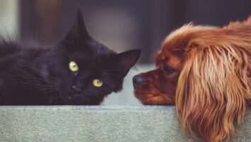 Sårstell på hund og katt