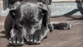 Hjälp din hund att känna sig trygg vid veterinärbesök