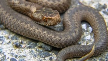 Snake bites – learn how to act fast and effectively!