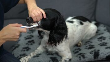 Borsta hundens tänder - därför är det viktigt och så går du bäst tillväga