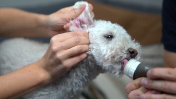 Sådan renser man hundens ører