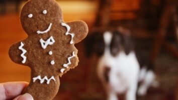 Joulun erikoisartikkeli koiranomistajille