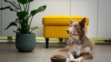 How to do an elimination diet food trial for dogs
