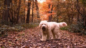Symptoms and Treatment of Babesiosis in Dogs