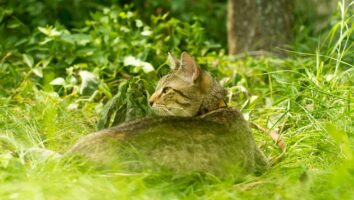 What is atopy or atopic dermatitis of cats?