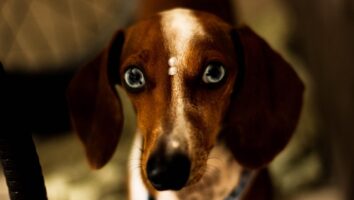 Blindness in Cats and Dogs