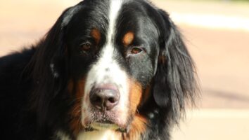 Osteosarcoma in Dogs and Cats