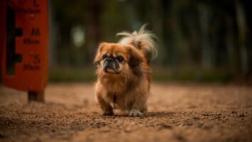Brachycephalic Syndrome in Dogs