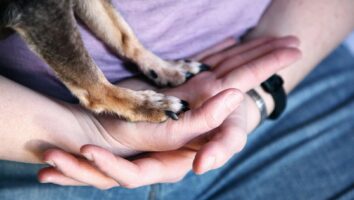 Broken Nails in Dogs: Causes, Symptoms, and Treatment