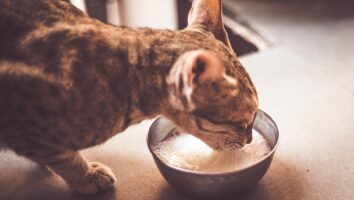 Can cats drink milk?