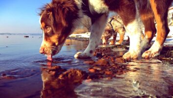 Is it safe for dogs to drink from lakes and puddles?