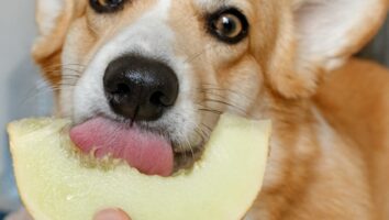 Are melons and cantaloupes safe for dogs to eat?