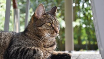Cancer (Neoplasia) in Cats