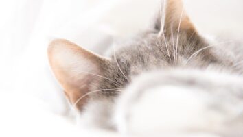 Häufige Ohrenkrankheiten bei Katzen: Wie handeln?