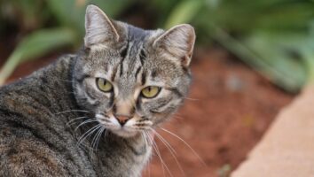 Treating and Preventing Abscesses in Cats
