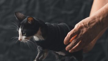 How to Care for Your Cat After Limb Amputation Surgery