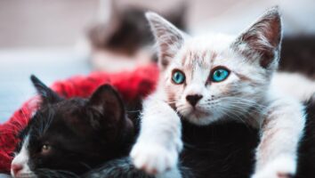 Caring for Pets with Pneumonia